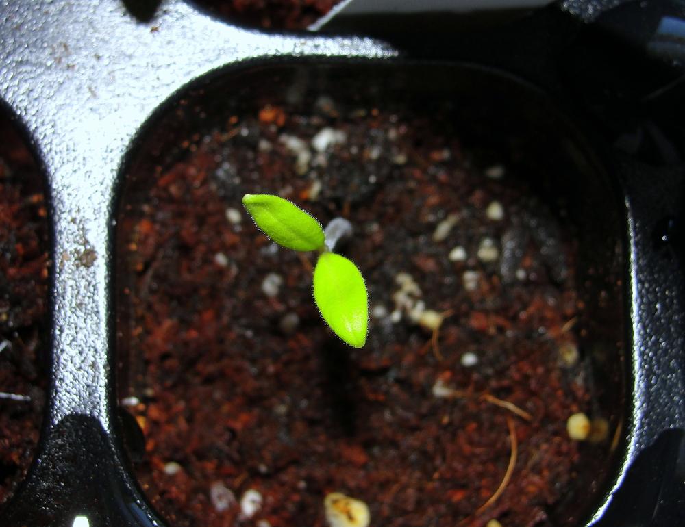Photo of Tomatoes (Solanum lycopersicum) uploaded by keithp2012