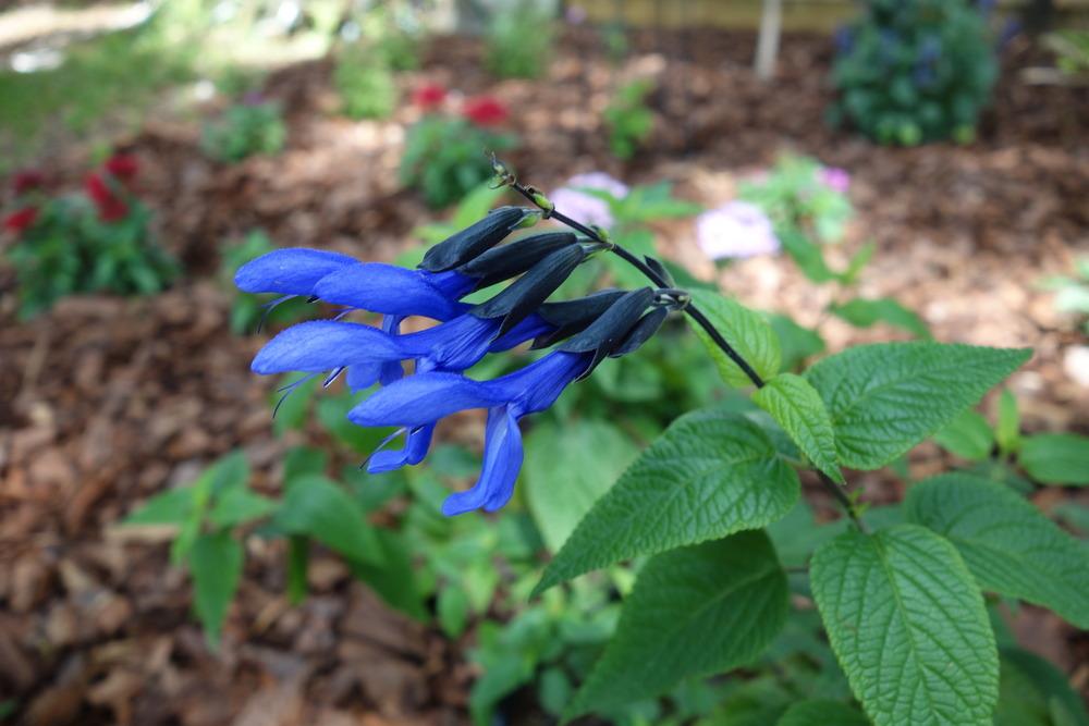 Photo of Anise-Scented Sage (Salvia coerulea 'Black and Blue') uploaded by mellielong