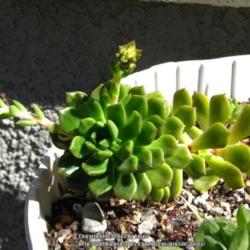 Location: At our garden - San Joaquin County, CA
Date: 2015-03-19
Photo update of my Echeveria 'Sleepy'