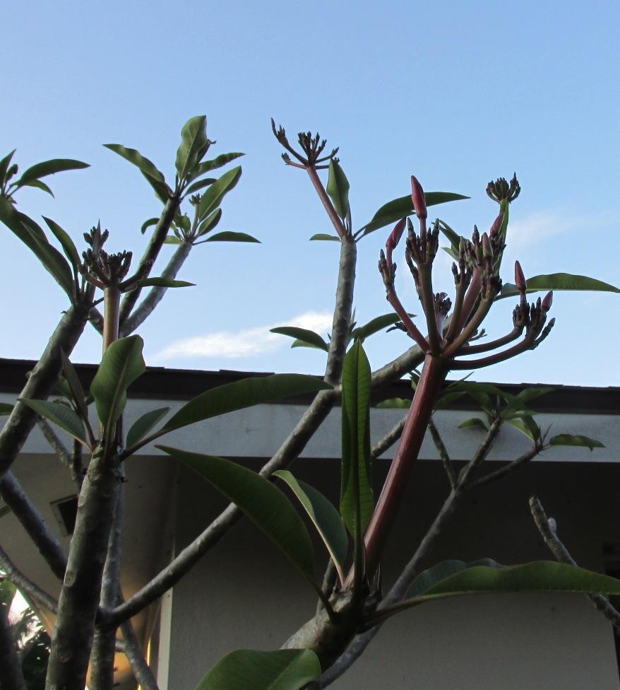 Photo of Plumeria (Plumeria rubra 'Vera Cruz Rose') uploaded by Dutchlady1