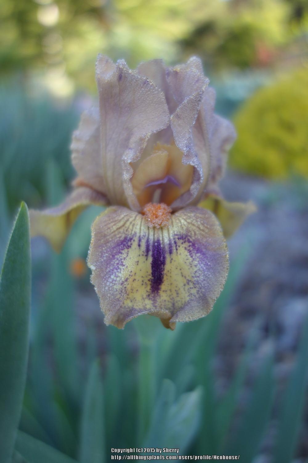 Photo of Intermediate Bearded Iris (Iris 'Logo') uploaded by Henhouse