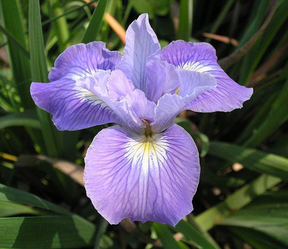 Photo of Pacific Coast Iris (Iris 'Chief Sequoia') uploaded by Misawa77