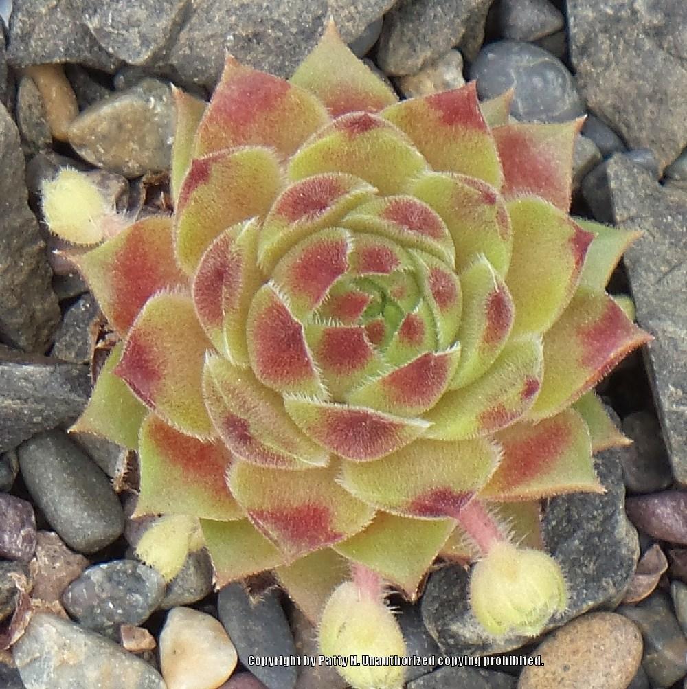 Photo of Hen and Chicks (Sempervivum 'Leocadia') uploaded by Patty