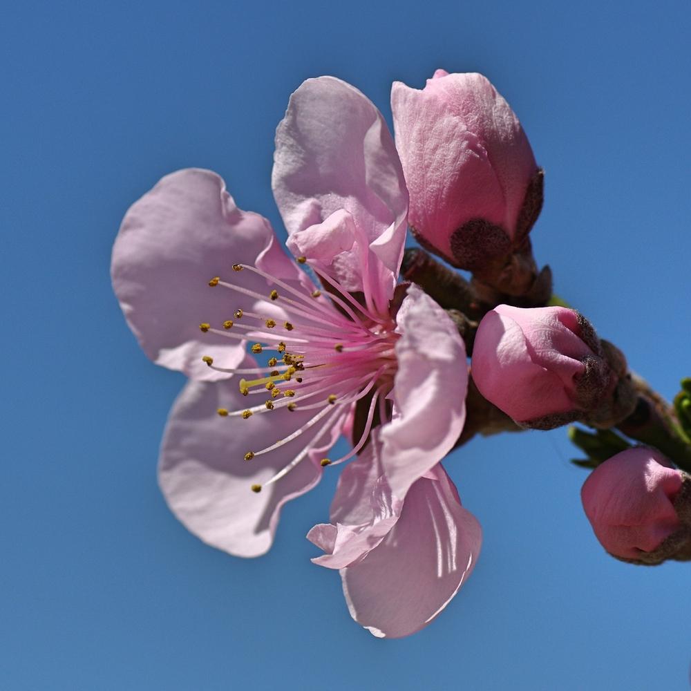 Photo of Nectarine (Prunus persica 'Arctic Glo') uploaded by dirtdorphins