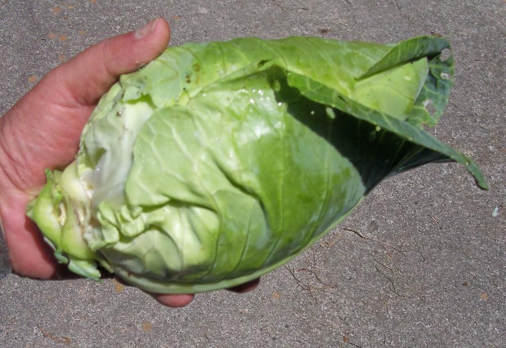 Photo of Cabbage (Brassica oleracea var. capitata 'Point One') uploaded by farmerdill