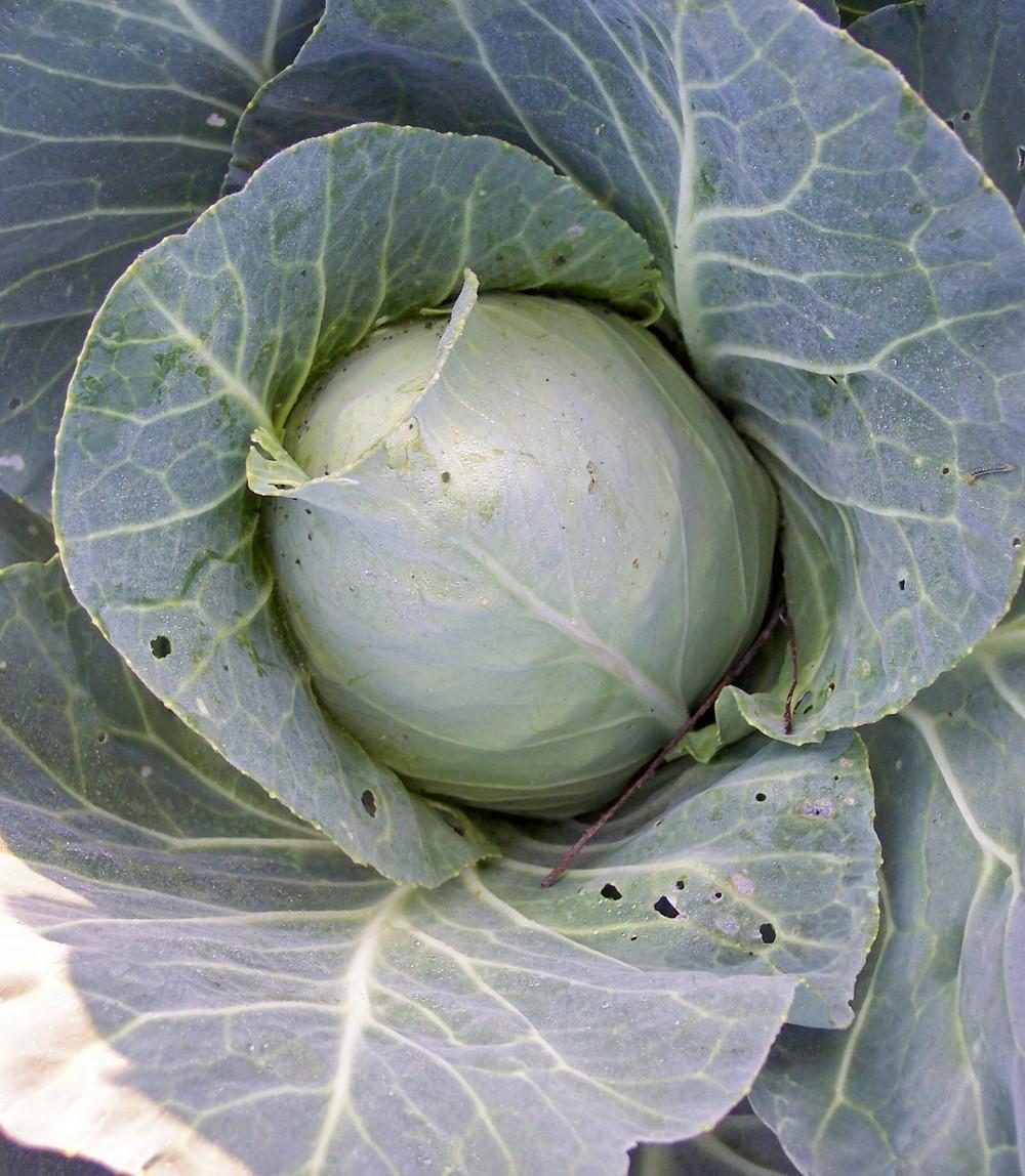Photo of Cabbage (Brassica oleracea var. capitata 'Point One') uploaded by farmerdill