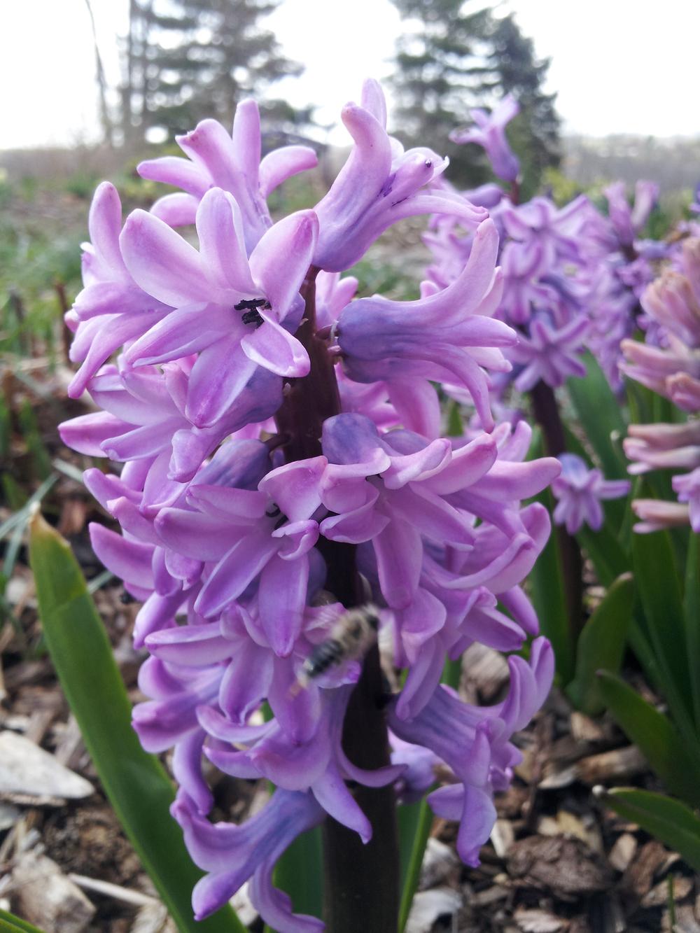Photo of Dutch Hyacinth (Hyacinthus orientalis 'Splendid Cornelia') uploaded by gemini_sage