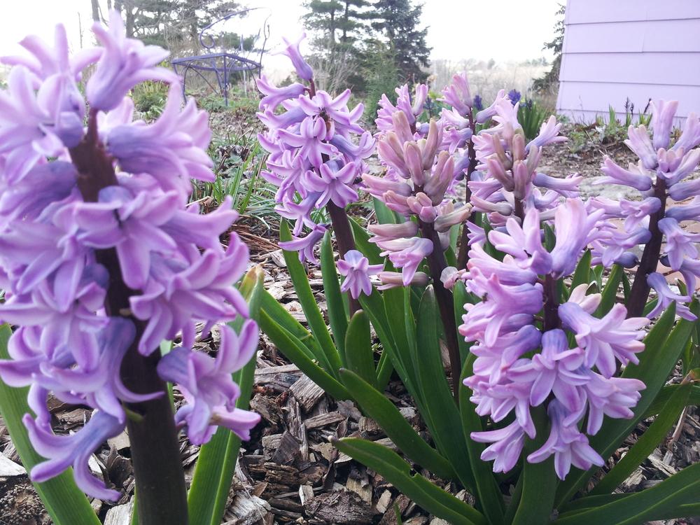 Photo of Dutch Hyacinth (Hyacinthus orientalis 'Splendid Cornelia') uploaded by gemini_sage