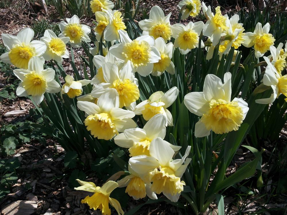 Photo of Double Daffodil (Narcissus 'Ice King') uploaded by gemini_sage