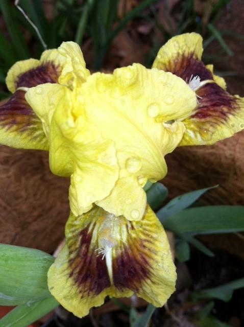 Photo of Standard Dwarf Bearded Iris (Iris 'Double Byte') uploaded by grannysgarden