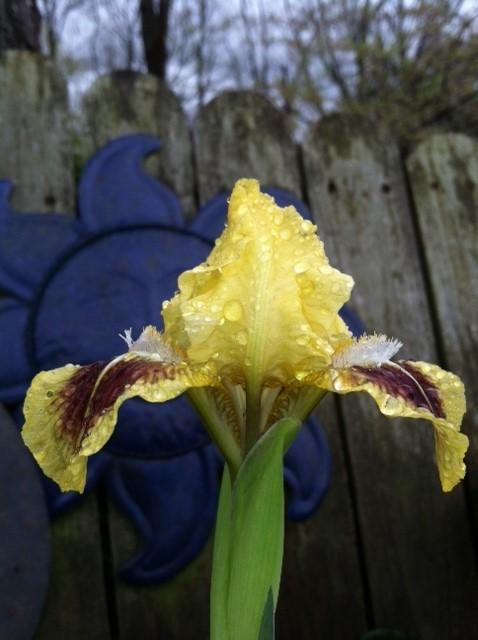 Photo of Standard Dwarf Bearded Iris (Iris 'Double Byte') uploaded by grannysgarden