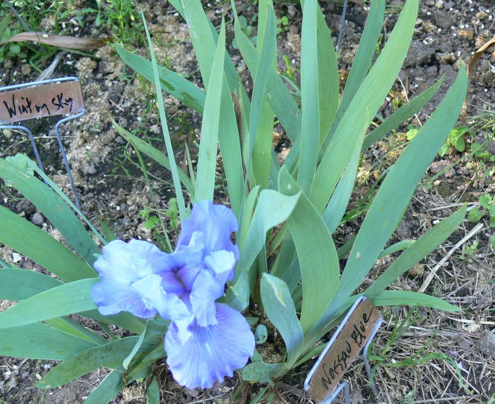 Photo of Standard Dwarf Bearded Iris (Iris 'Nassau Blue') uploaded by janwax