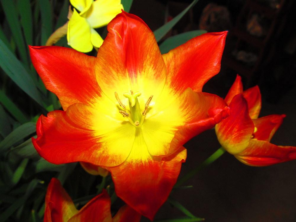 Photo of Triumph Tulip (Tulipa 'Aperitif') uploaded by jmorth