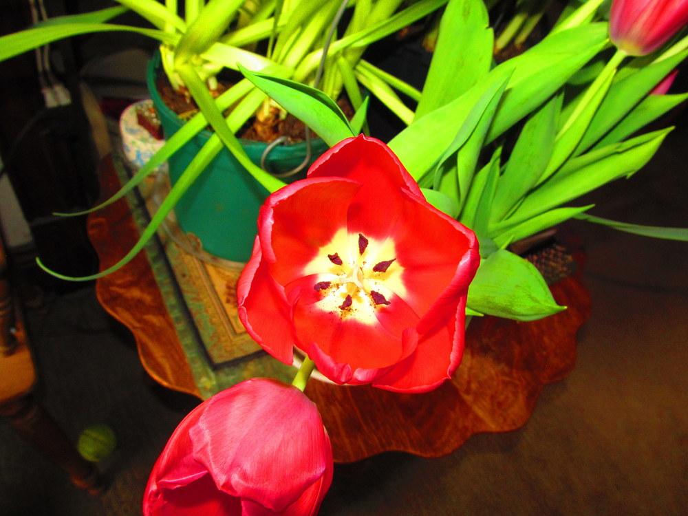 Photo of Darwin Hybrid Tulip (Tulipa 'Van Eijk') uploaded by jmorth