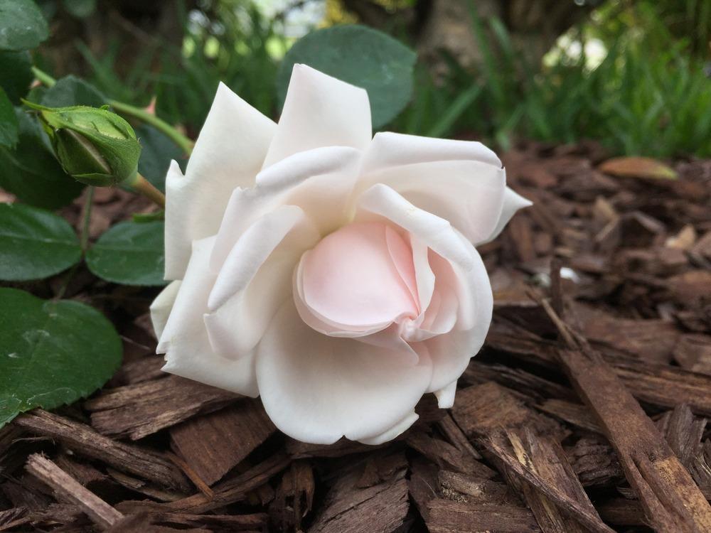 Photo of Rose (Rosa 'New Dawn') uploaded by mattmackay22