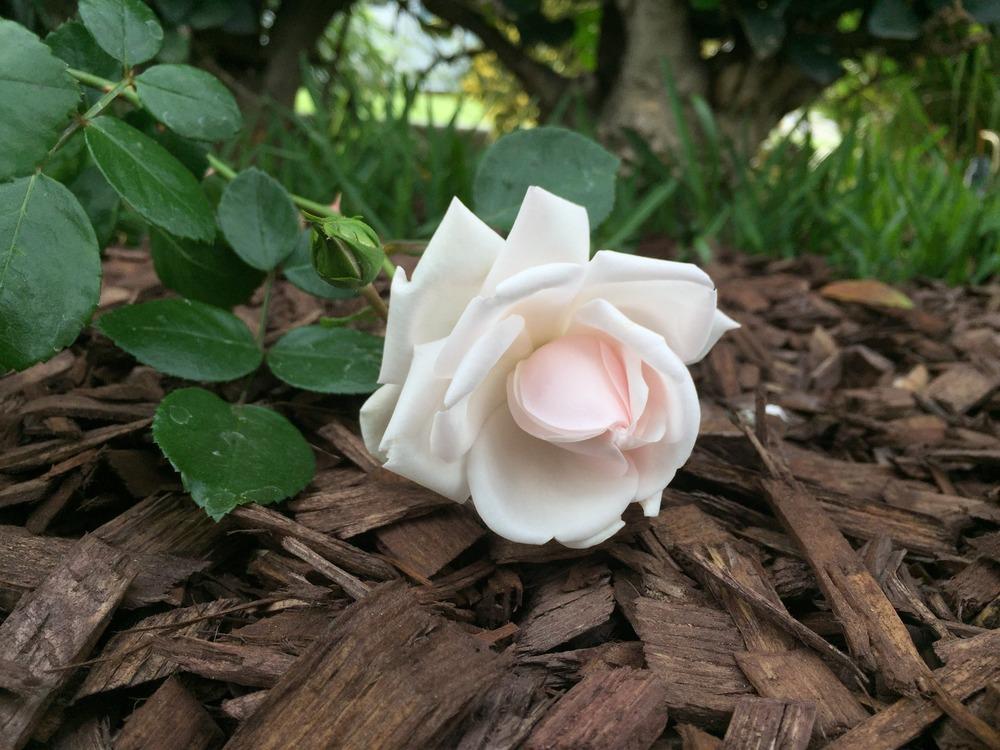 Photo of Rose (Rosa 'New Dawn') uploaded by mattmackay22
