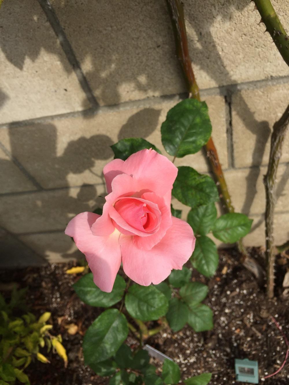 Photo of Rose (Rosa 'Queen Elizabeth') uploaded by mattmackay22