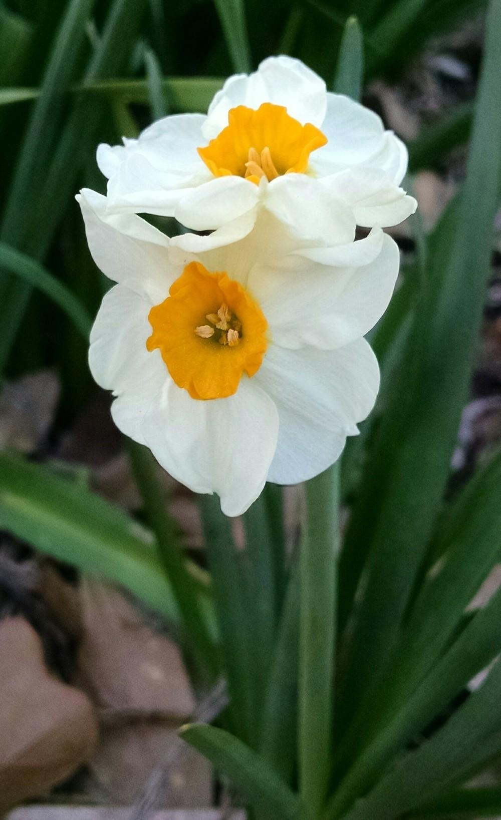 Photo of Daffodils (Narcissus) uploaded by sarahbugw