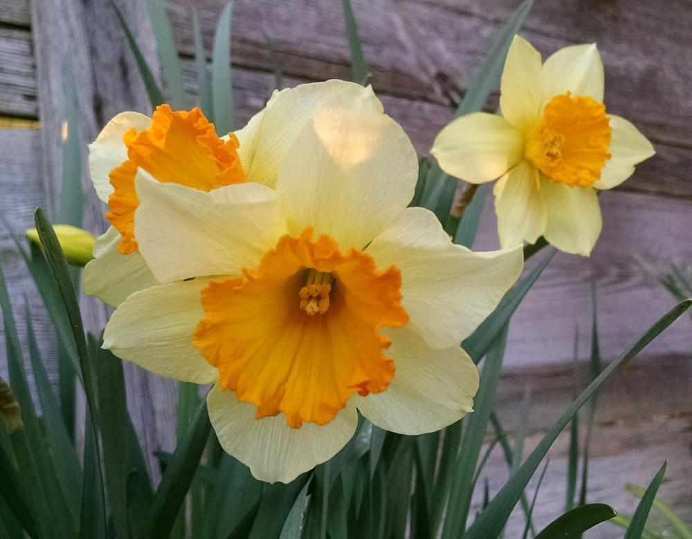 Photo of Daffodils (Narcissus) uploaded by sarahbugw
