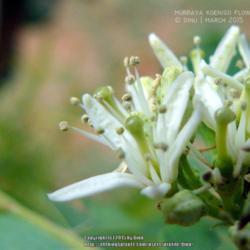 Location: Mysore, India
Date: 2015-03-25
Close up of single flower.