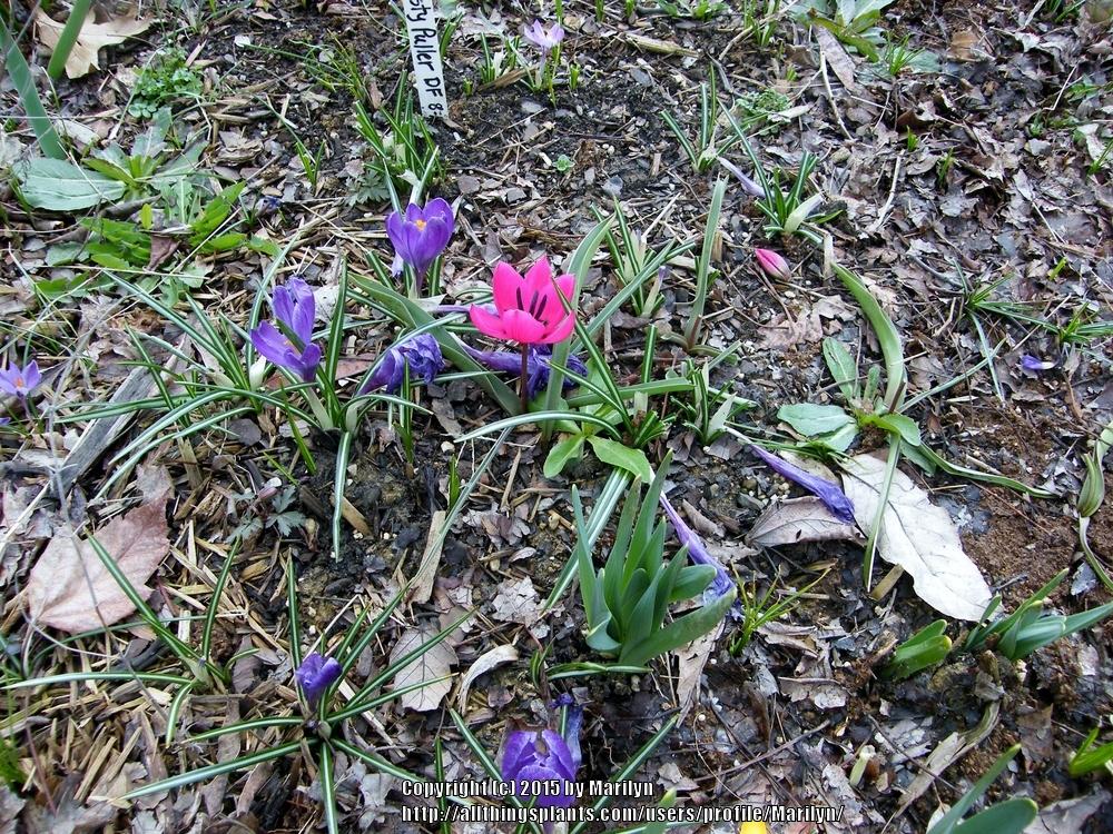 Photo of Species Tulip (Tulipa humilis var. violacea 'Black Base') uploaded by Marilyn