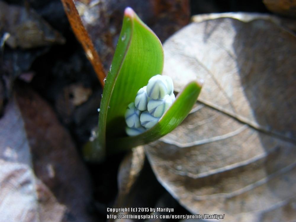 Photo of Striped Squill (Puschkinia scilloides) uploaded by Marilyn