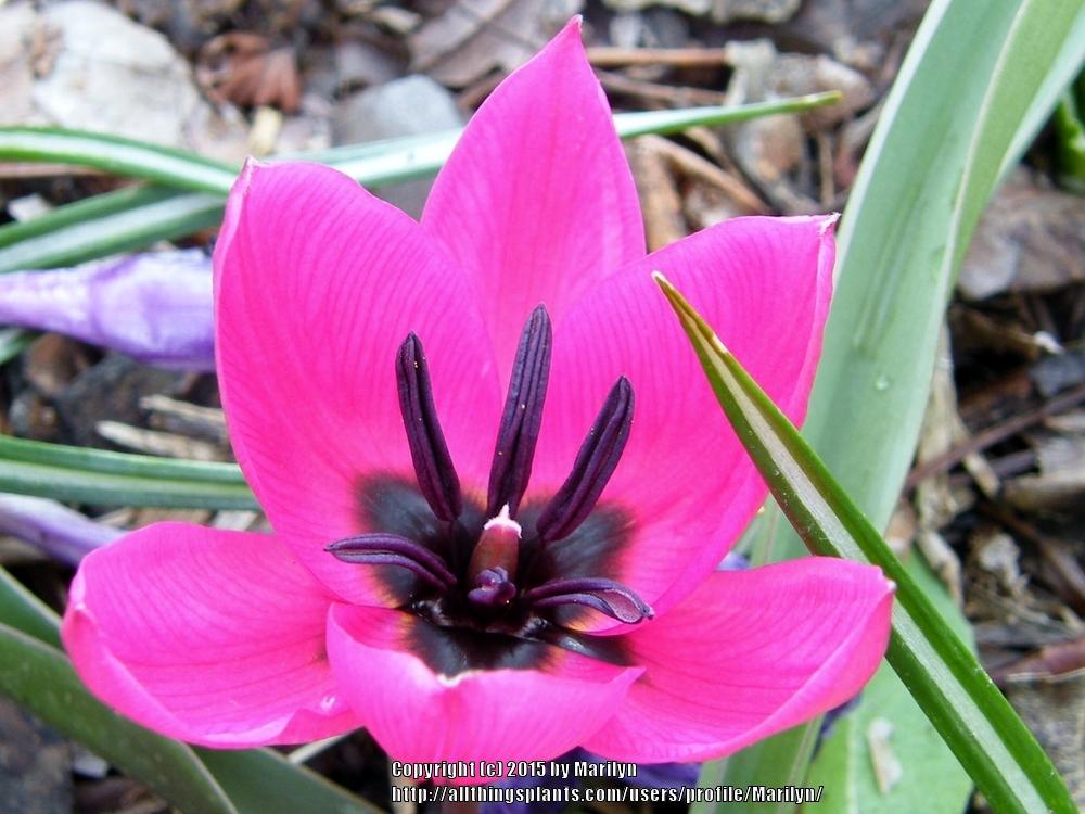 Photo of Species Tulip (Tulipa humilis var. violacea 'Black Base') uploaded by Marilyn