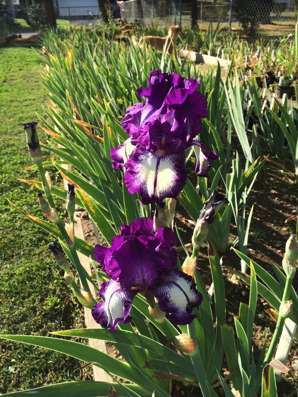 Photo of Tall Bearded Iris (Iris 'Zee') uploaded by Misawa77