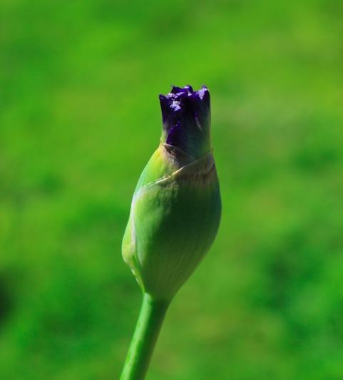 Photo of Tall Bearded Iris (Iris 'Beyond Borders') uploaded by Moiris