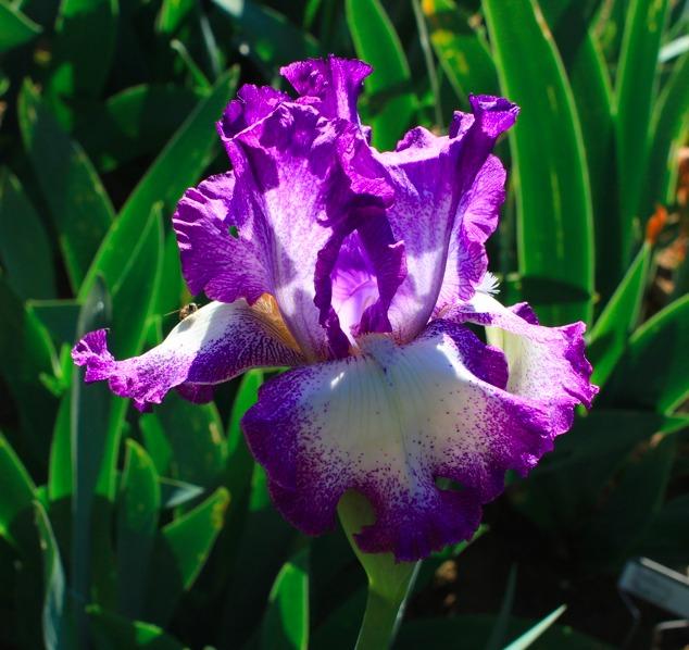 Photo of Tall Bearded Iris (Iris 'Jesse's Song') uploaded by Moiris