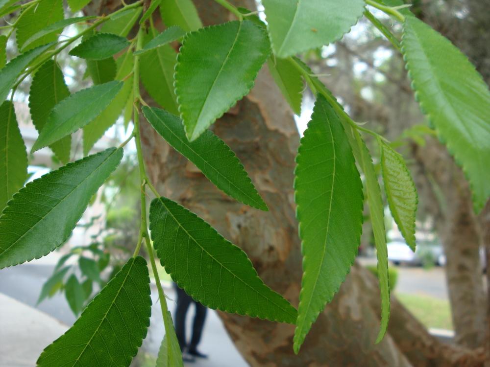 Photo of Chinese Elm (Ulmus parvifolia 'Drake') uploaded by flaflwrgrl