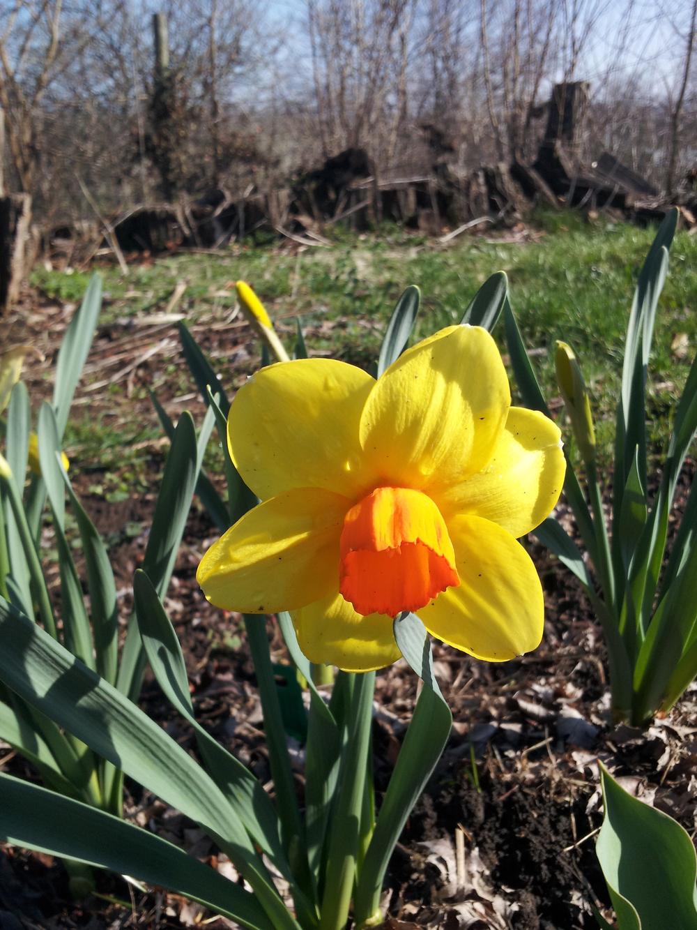 Photo of Large-cupped Daffodil (Narcissus 'Monal') uploaded by gemini_sage