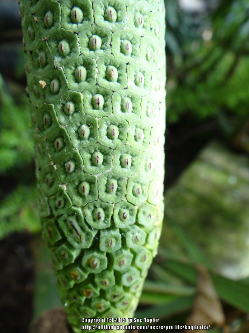 Photo of Split-Leaf Philodendron (Monstera deliciosa) uploaded by kniphofia