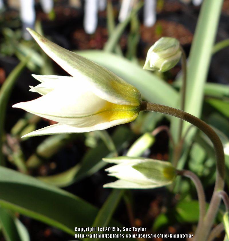 Photo of Species Tulip (Tulipa turkestanica) uploaded by kniphofia