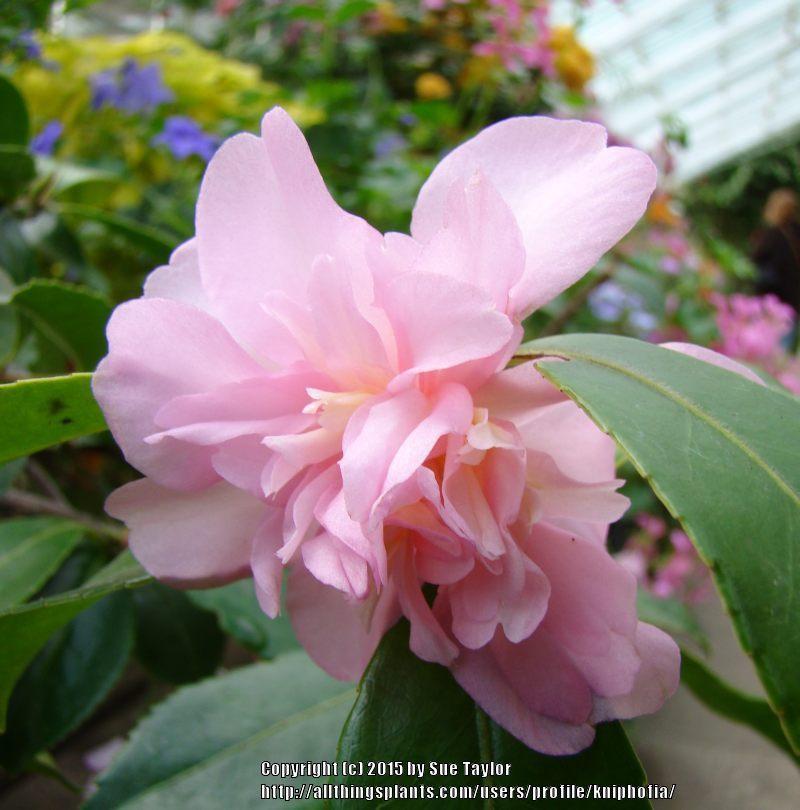 Photo of Hybrid Camellia (Camellia 'Winter's Interlude') uploaded by kniphofia