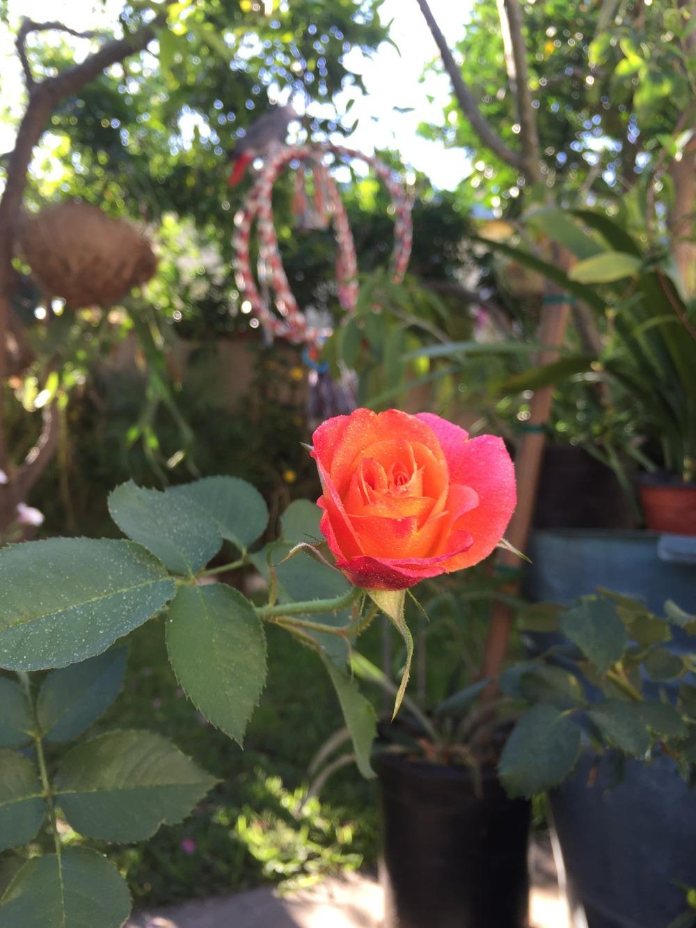 Photo of Rose (Rosa 'Joseph's Coat') uploaded by mattmackay22