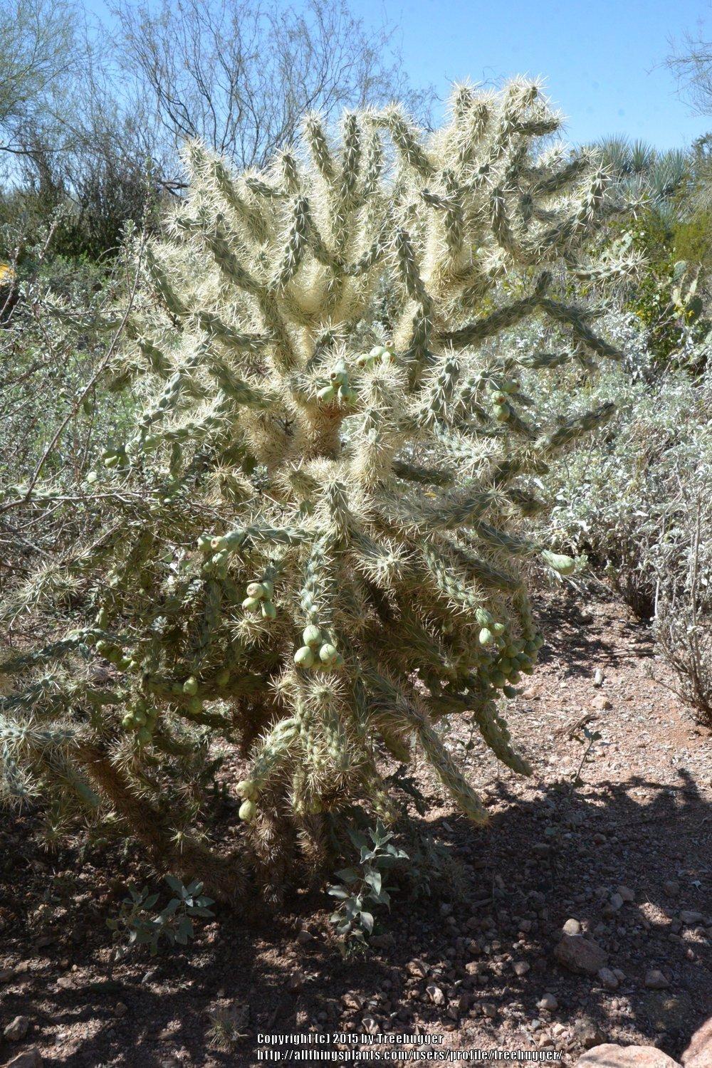 Photo of Cholla (Cylindropuntia fulgida) uploaded by treehugger