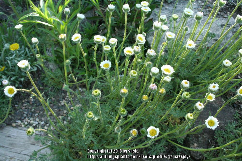 Photo of Cutleaf Daisy (Erigeron compositus) uploaded by 4susiesjoy