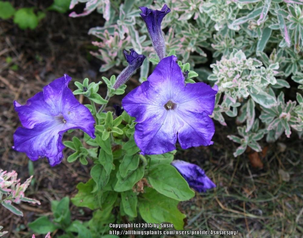 Photo of Grandiflora Petunia (Petunia Sophistica® Blue Morn) uploaded by 4susiesjoy