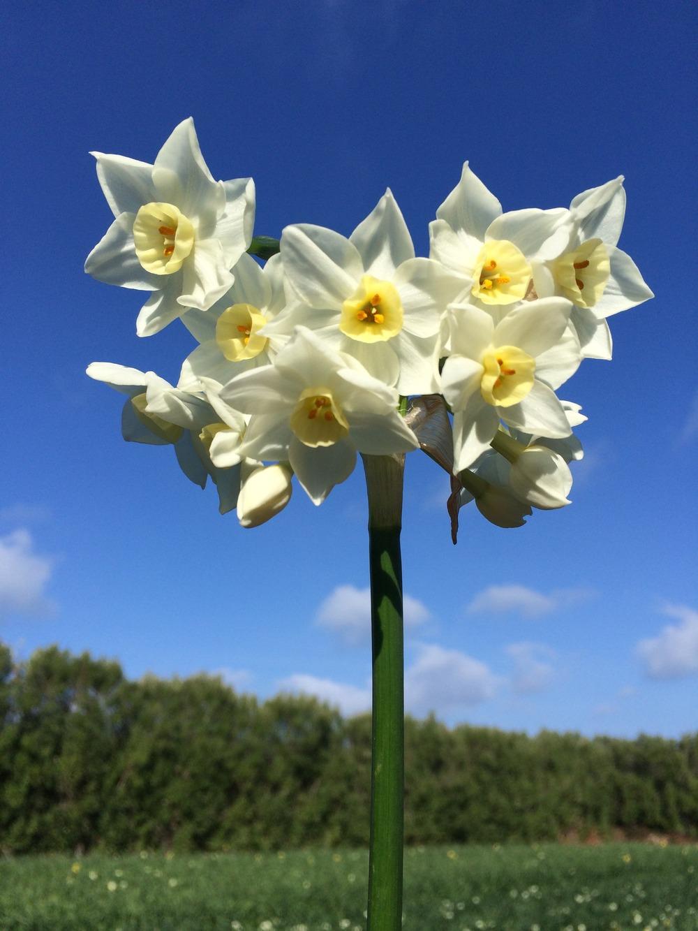 Photo of Tazetta Daffodil (Narcissus 'Scilly White') uploaded by MikeBrown