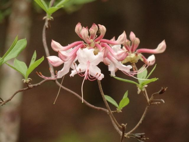 Photo of Pinxter Azalea (Rhododendron canescens) uploaded by Sheridragonfly