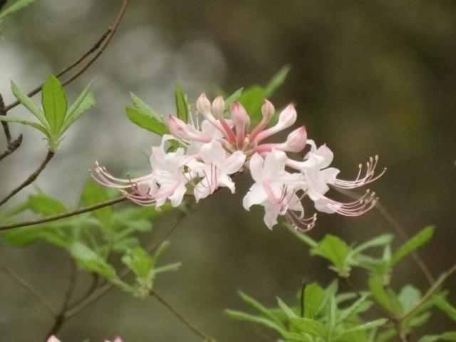 Photo of Pinxter Azalea (Rhododendron canescens) uploaded by Sheridragonfly