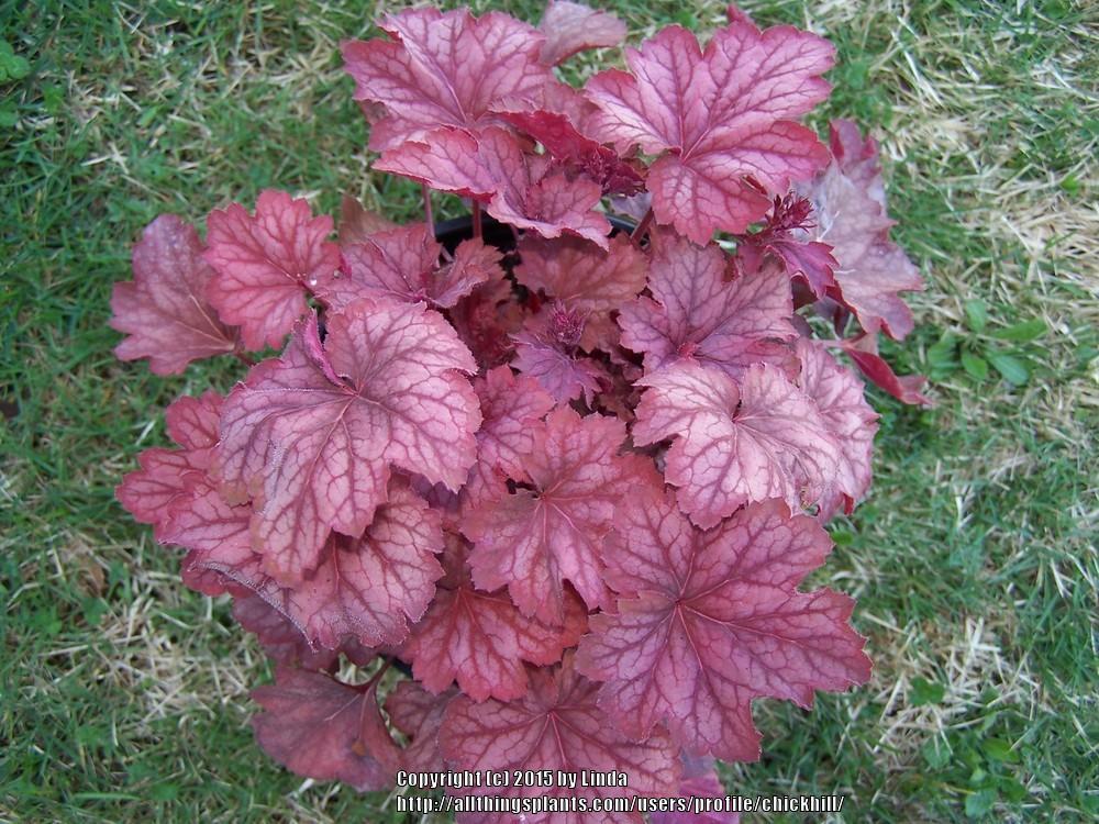 Photo of Coral Bells (Heuchera 'Carnival Watermelon') uploaded by chickhill