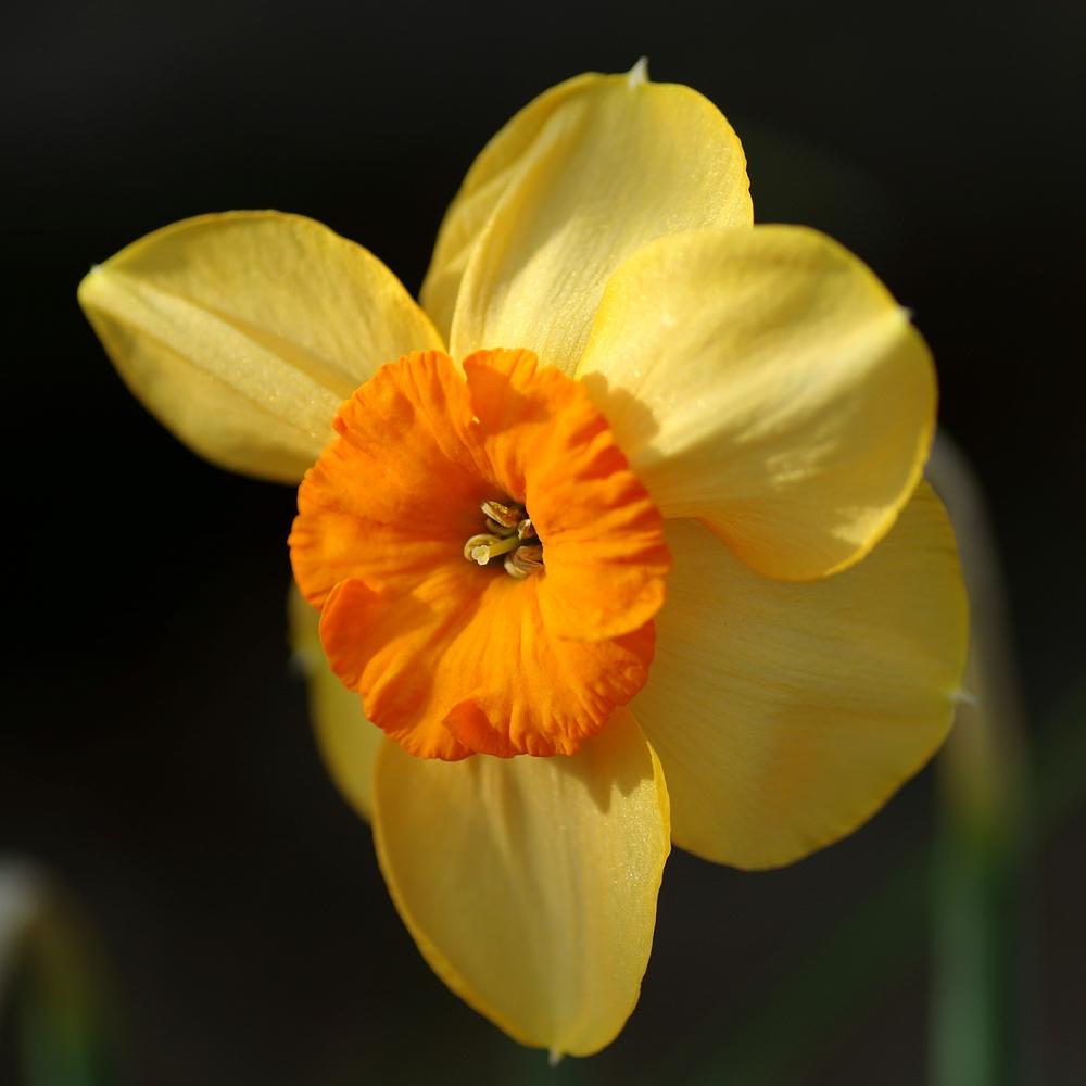 Photo of Jonquilla Daffodil (Narcissus 'Kedron') uploaded by dirtdorphins