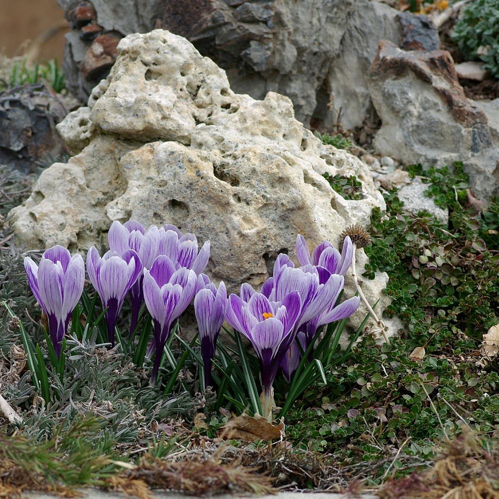 Photo of Dutch Crocus (Crocus vernus 'King of the Striped') uploaded by dirtdorphins