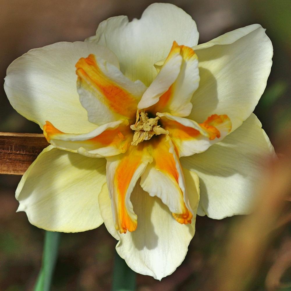 Photo of Split-Cupped Papillon Daffodil (Narcissus 'Trepolo') uploaded by dirtdorphins