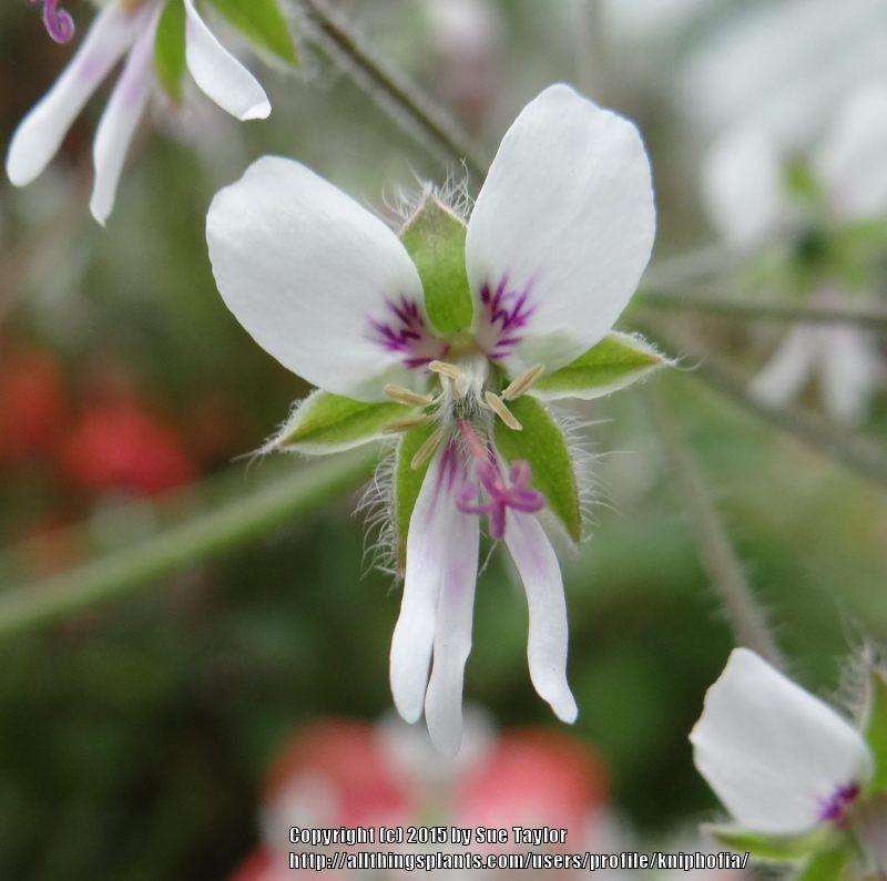 Photo of Peppermint-Scented Geranium (Pelargonium tomentosum) uploaded by kniphofia