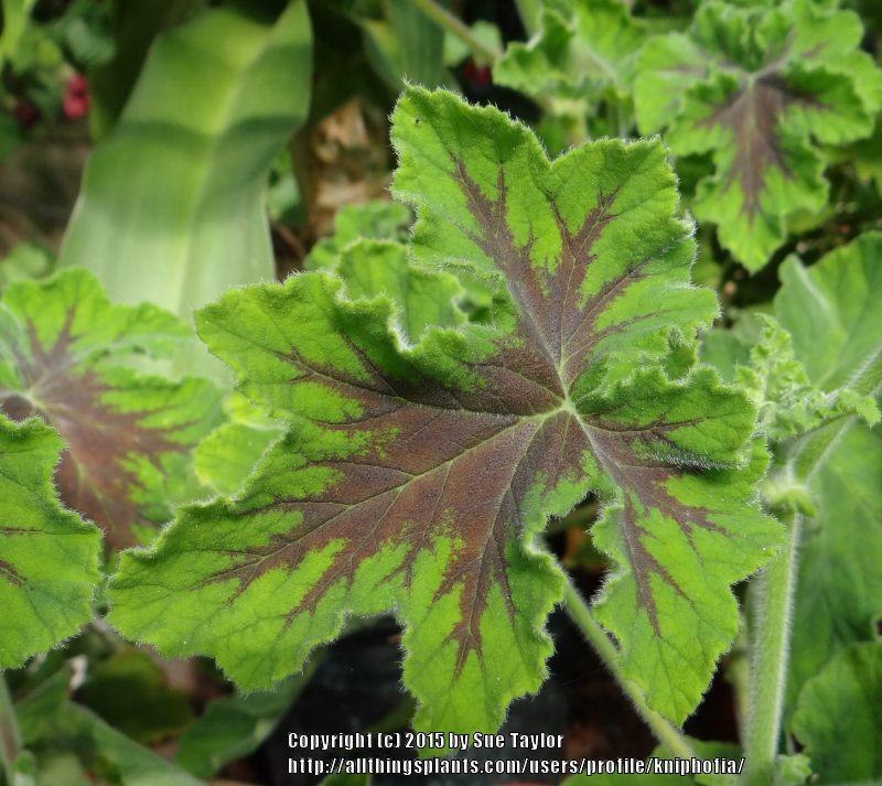 Photo of Peppermint-Scented Geranium (Pelargonium tomentosum 'Chocolate Mint') uploaded by kniphofia