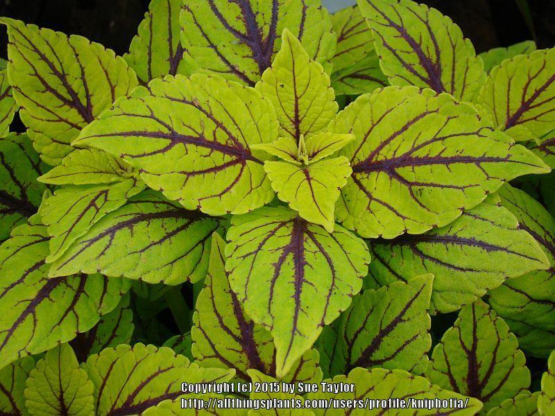 Photo of Coleus (Coleus scutellarioides 'Gay's Delight') uploaded by kniphofia