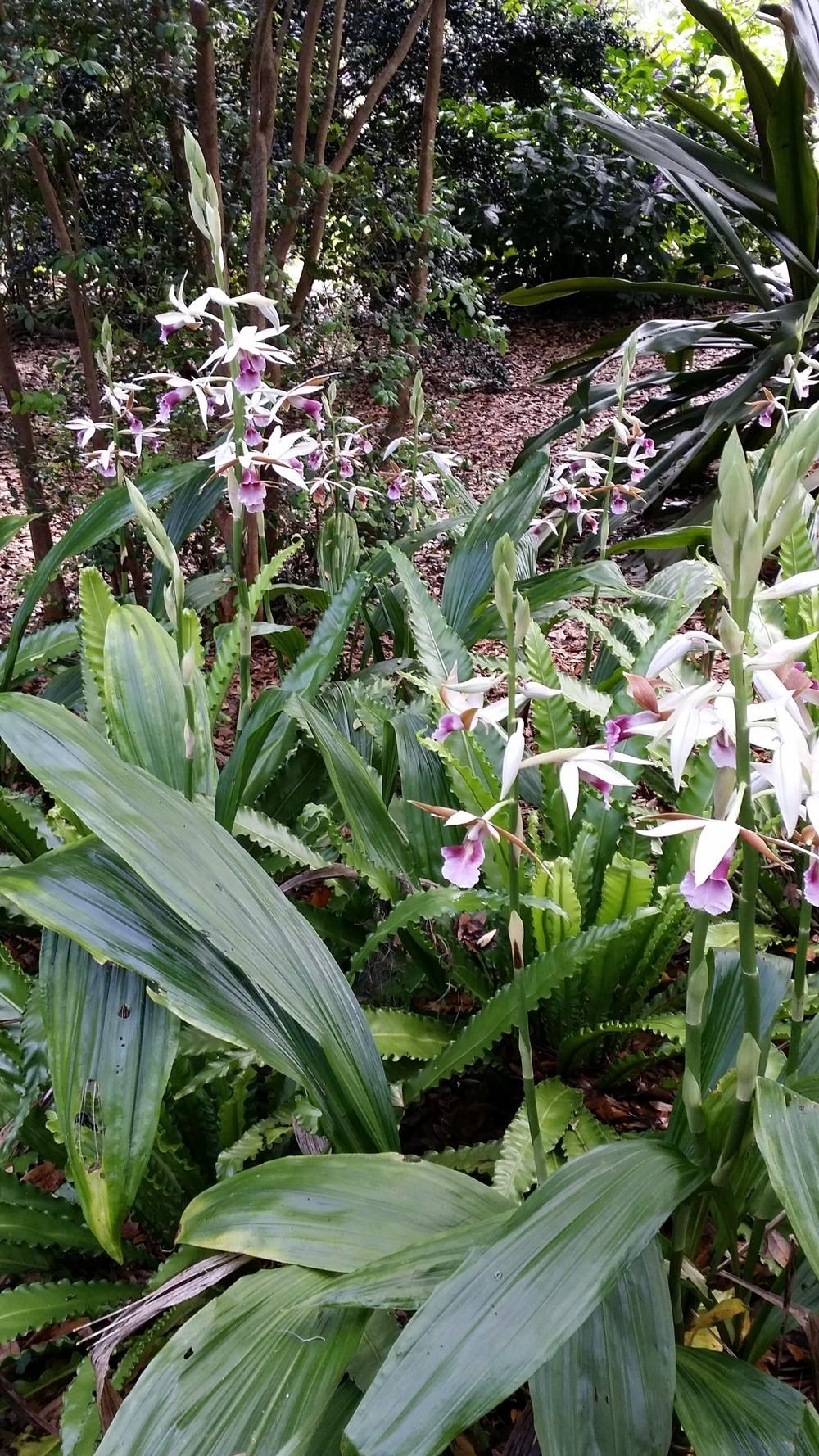 Photo of Nun's Cap Orchid (Calanthe tankervilleae) uploaded by orchidgal